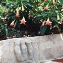 Flea's garden